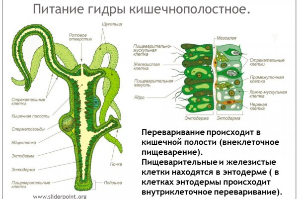 Что за приложение кракен